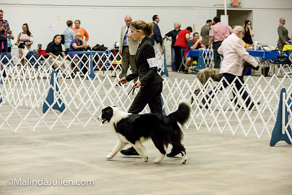 Border Collie #11 Sat Sally Hill_MJJL0361