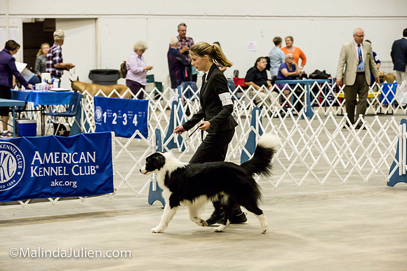 Border Collie #11 Sat Sally Hill_MJJL0365