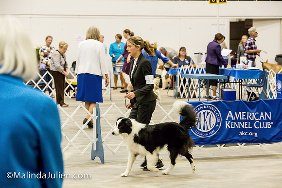Border Collie #11 Sat Sally Hill_MJJL0369