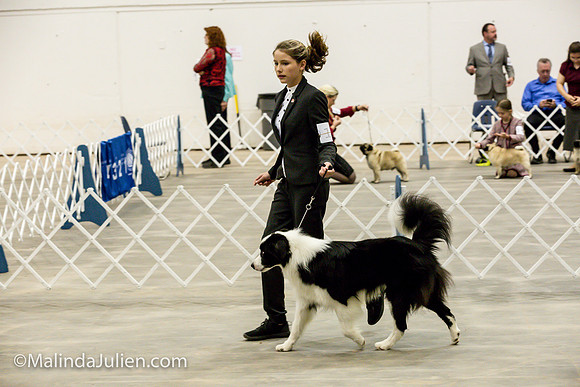 Border Collie #11 Sat Sally Hill_MJJL0372