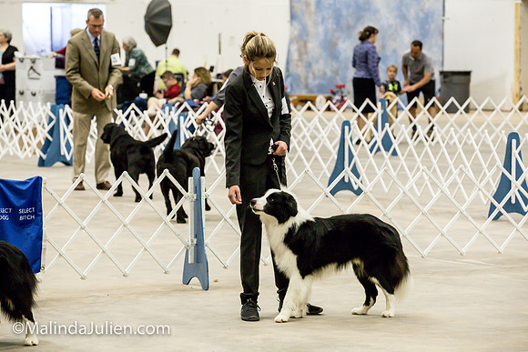 Border Collie #11 Sat Sally Hill_MJJL0377
