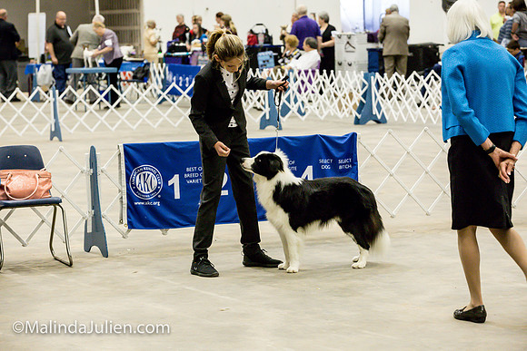 Border Collie #11 Sat Sally Hill_MJJL0382