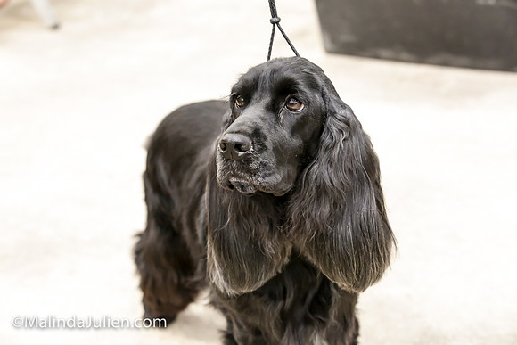 English Cocker #6 FRI Laura Smith_MJJL9549