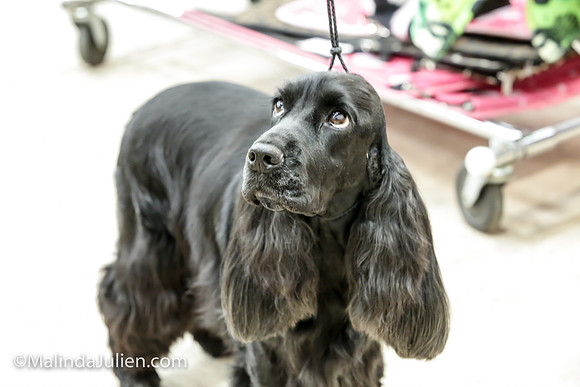 English Cocker #6 FRI Laura Smith_MJJL9558