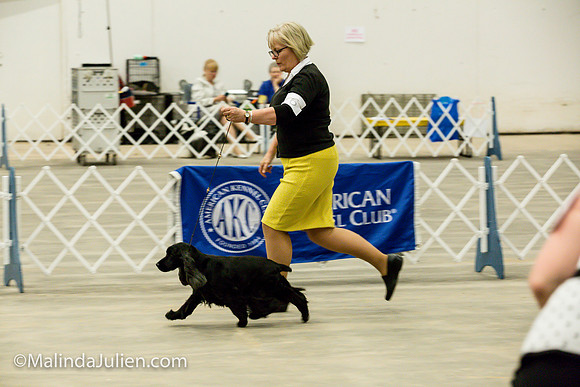 English Cocker #6 Fri Group Jennifer Smith_MJJL0022