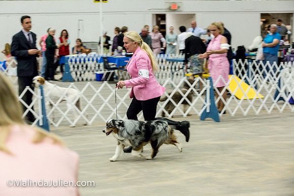 Miniature American Shepherd Fri2 Jeannie McAdams_MJJL0082