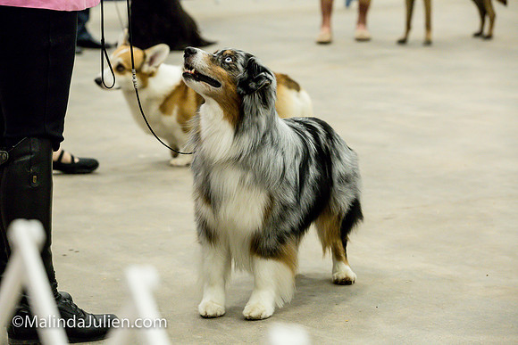 Miniature American Shepherd Fri2 Jeannie McAdams_MJJL0092
