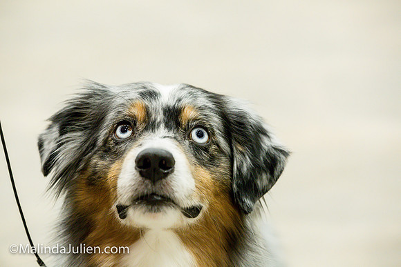 Miniature American Shepherd Fri2 Jeannie McAdams_MJJL0097