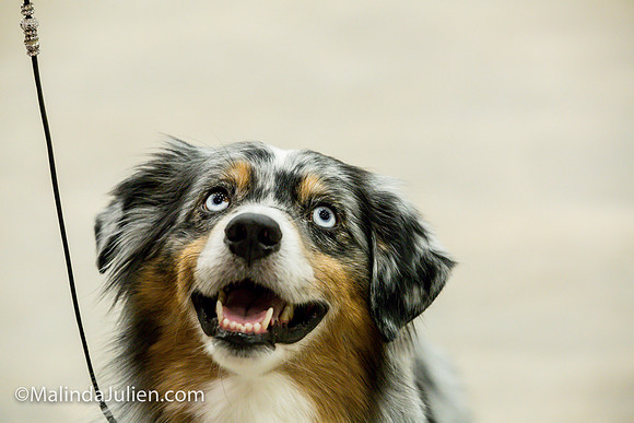 Miniature American Shepherd Fri2 Jeannie McAdams_MJJL0100