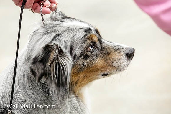Miniature American Shepherd Jeanie McAdams Fri_MJJL9473