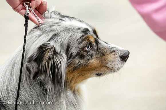 Miniature American Shepherd Jeanie McAdams Fri_MJJL9475