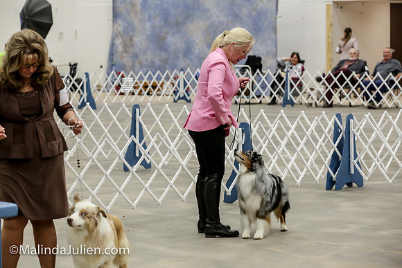 Miniature American Shepherd Jeanie McAdams Fri_MJJL9484