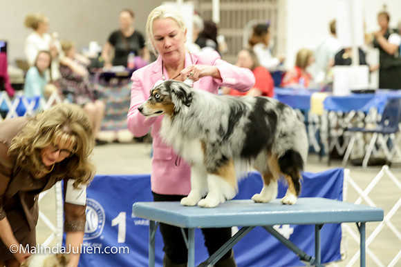 Miniature American Shepherd Jeanie McAdams Fri_MJJL9487