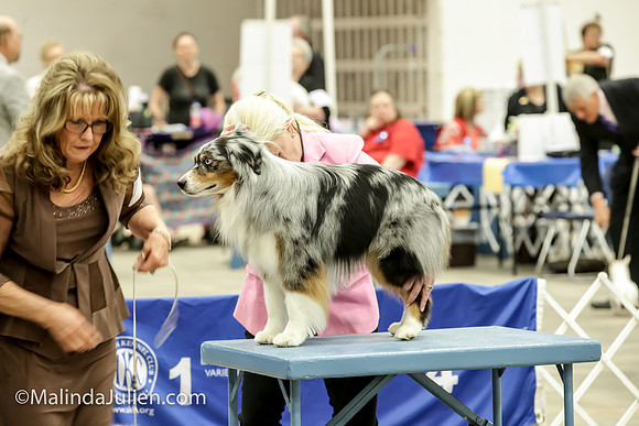 Miniature American Shepherd Jeanie McAdams Fri_MJJL9488