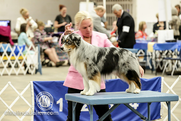 Miniature American Shepherd Jeanie McAdams Fri_MJJL9490