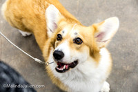 Pembroke Welsh Corgi #16 Fri Marcene Perry