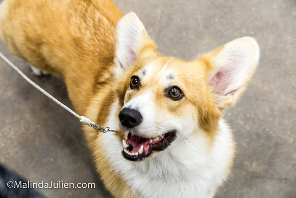 Pembroke Welsh Corgi #16 Fri Marcene Perry_MJJL9633