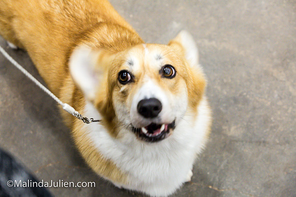 Pembroke Welsh Corgi #16 Fri Marcene Perry_MJJL9632