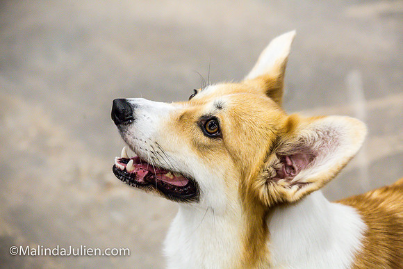 Pembroke Welsh Corgi #16 Fri Marcene Perry_MJJL9636