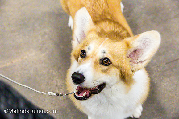 Pembroke Welsh Corgi #16 Fri Marcene Perry_MJJL9640
