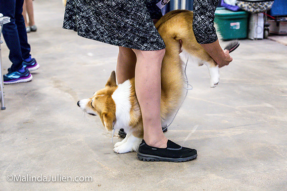 Pembroke Welsh Corgi #16 Fri Marcene Perry_MJJL9657