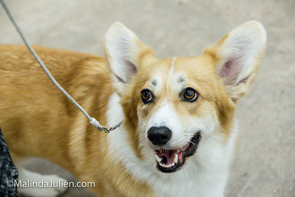 Pembroke Welsh Corgi #16 Fri2 Marcene Perry_MJJL9812
