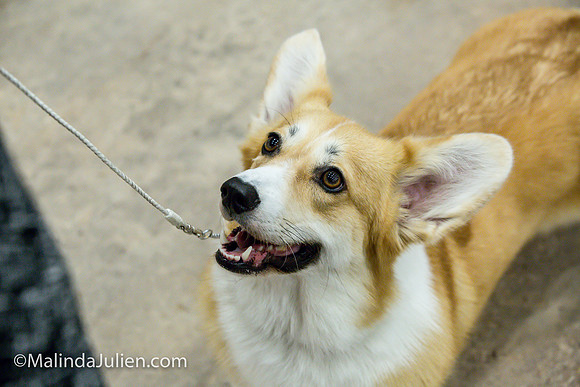 Pembroke Welsh Corgi #16 Fri2 Marcene Perry_MJJL9813