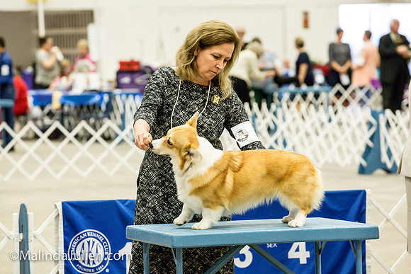 Pembroke Welsh Corgi #16 Fri2 Marcene Perry_MJJL9830