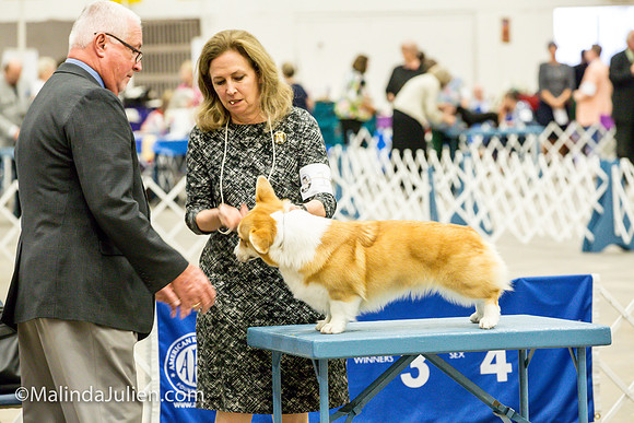 Pembroke Welsh Corgi #16 Fri2 Marcene Perry_MJJL9835