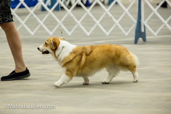 Pembroke Welsh Corgi #16 Fri2 Marcene Perry_MJJL9842