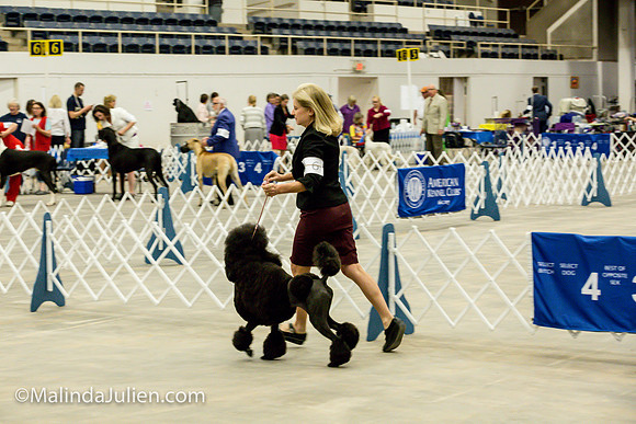 Poodle Std #6 Fri2 Bambi Kaminski_MJJL9907