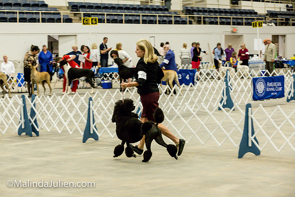 Poodle Std #6 Fri2 Bambi Kaminski_MJJL9909