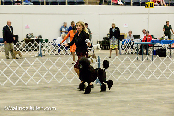 Poodle Std #6 Fri2 Bambi Kaminski_MJJL9915