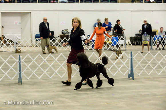 Poodle Std #6 Fri2 Bambi Kaminski_MJJL9917