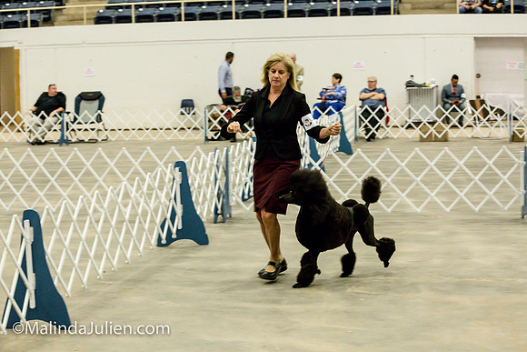 Poodle Std #6 Fri2 Bambi Kaminski_MJJL9923