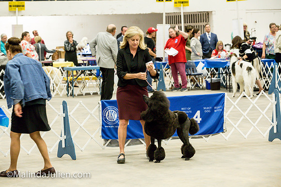 Poodle Std #6 Fri2 Bambi Kaminski_MJJL9925