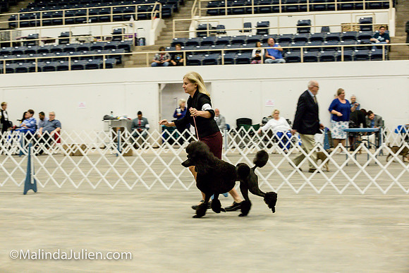Poodle Std #6 Fri2 Bambi Kaminski_MJJL9926