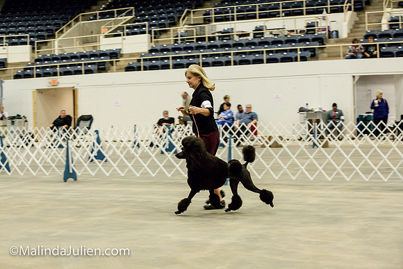 Poodle Std #6 Fri2 Bambi Kaminski_MJJL9931