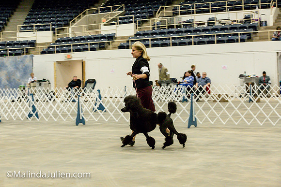 Poodle Std #6 Fri2 Bambi Kaminski_MJJL9932