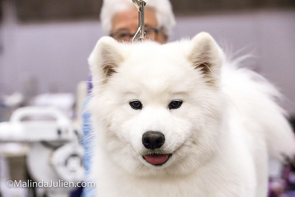 Samoyed #8 Fri Group Judy Mears_MJJL0138