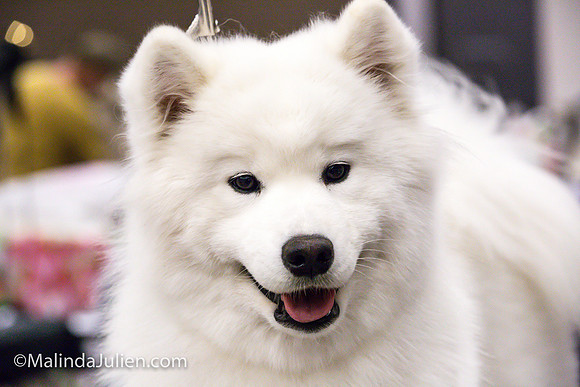 Samoyed #8 Fri Group Judy Mears_MJJL0144