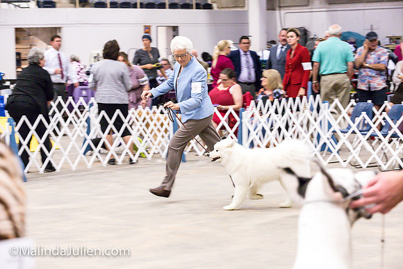Samoyed #8 Fri Group Judy Mears_MJJL0151