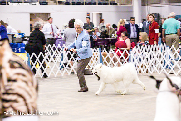 Samoyed #8 Fri Group Judy Mears_MJJL0152