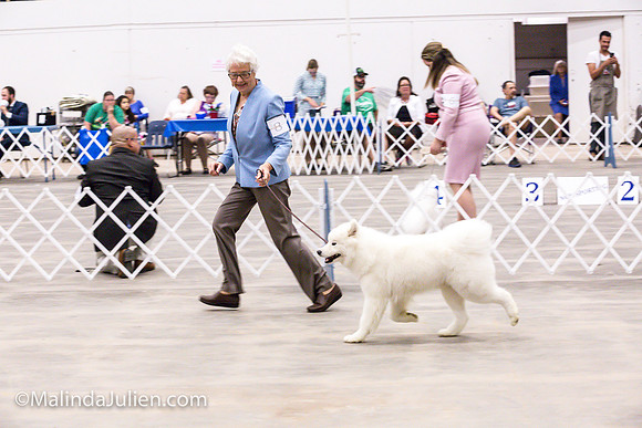 Samoyed #8 Fri Group Judy Mears_MJJL0157