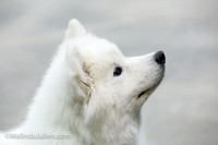 Samoyed #8 Sat Judy Mears