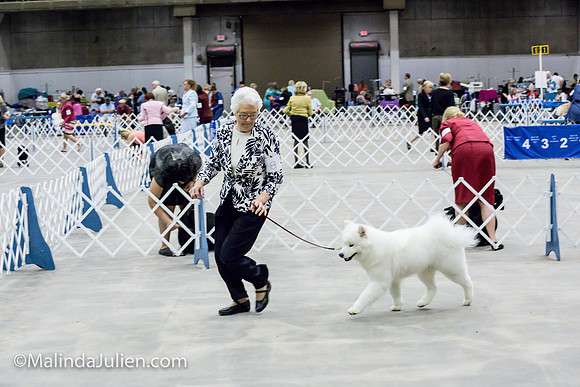 Samoyed #8 Sat Judy Mears_MJJL0476
