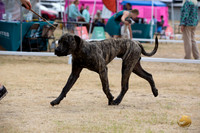 *Ringside Longview WA 2024 South African Boerboel