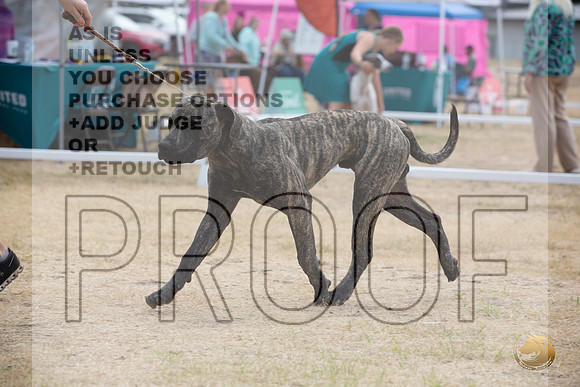 Ringside Longview WA 2024 South African Boerboel_JJL_3482_Longview WA_2024_HR3