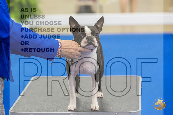 Boston Terrier #707 #974 Ring Fri_JJL_2112_Premier_2024_HR3