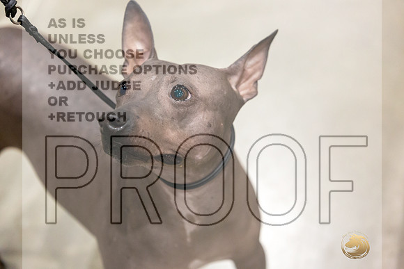 American Hairless Terrier #11 Rings-JJL_0718-HOUSTON21-HR3
